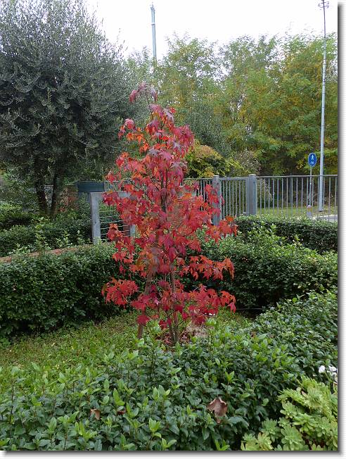Clicca per scorrere le foto originali ingrandite