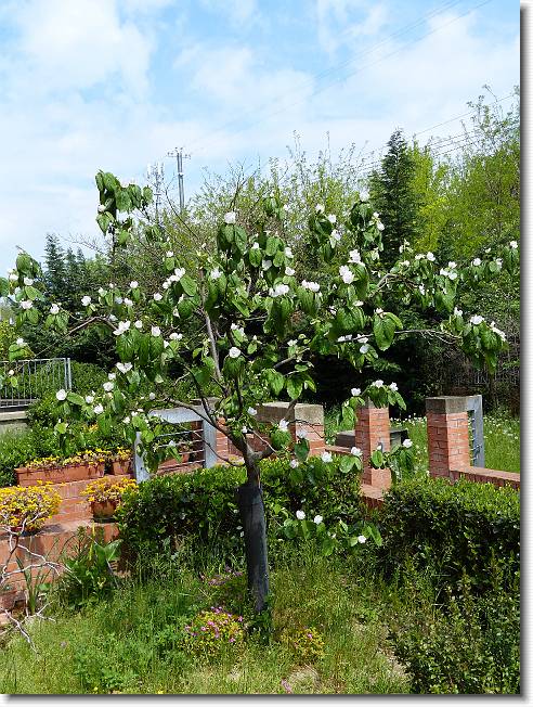 Clicca per scorrere le foto originali ingrandite