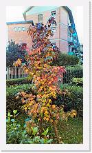 WP_20151107_10_58_59_Pro * 3024 x 5376 * (3.46MB)