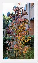 WP_20151107_10_59_08_Pro * 3024 x 5376 * (2.91MB)