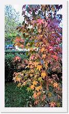 WP_20151107_10_59_27_Pro * 3024 x 5376 * (3.21MB)