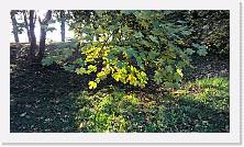 WP_20151107_15_48_46_Pro * 5376 x 3024 * (7.18MB)