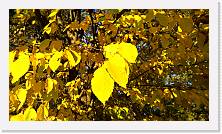 WP_20151107_15_52_22_Pro * 5376 x 3024 * (5.28MB)