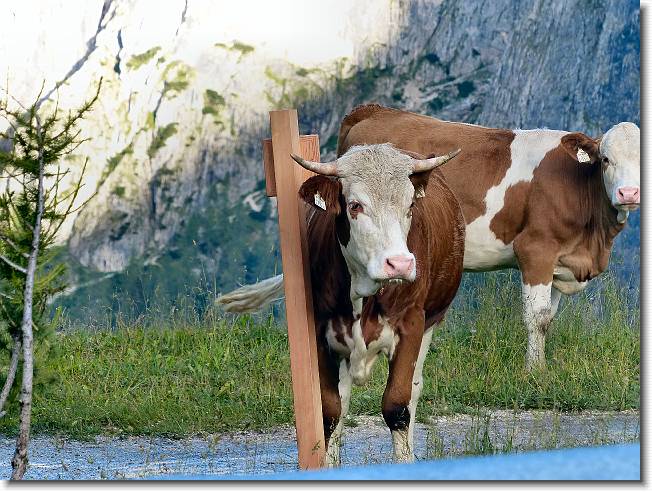 Clicca per scorrere le foto originali ingrandite