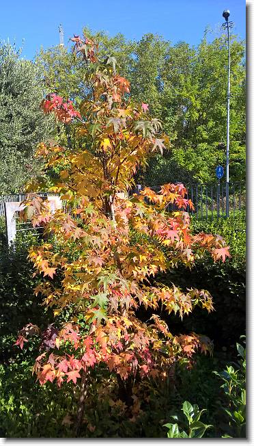 Clicca per scorrere le foto originali ingrandite