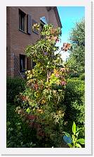 WP_20161030_13_31_48_Pro * 3024 x 5376 * (6.41MB)
