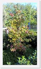 WP_20161030_13_31_58_Pro * 3024 x 5376 * (7.19MB)