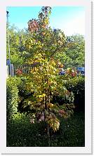 WP_20161030_13_32_30_Pro * 3024 x 5376 * (6.24MB)