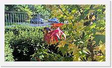 WP_20161030_13_32_38_Pro * 5376 x 3024 * (5.61MB)