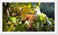 WP_20161030_13_32_46_Pro * 5376 x 3024 * (5.04MB)