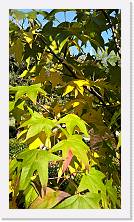 WP_20161030_13_33_17_Pro * 3024 x 5376 * (5.44MB)