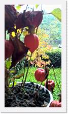 WP_20161105_13_56_27_Pro * 3024 x 5376 * (4.67MB)