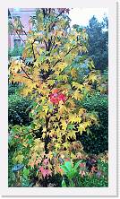 WP_20161105_13_58_00_Pro * 3024 x 5376 * (7.4MB)