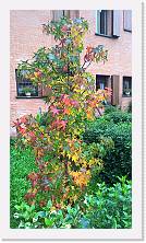 WP_20161105_13_59_04_Pro * 3024 x 5376 * (7.46MB)