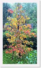 WP_20161105_13_59_14_Pro * 3024 x 5376 * (7.65MB)