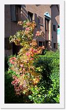 WP_20161106_12_37_39_Pro * 3024 x 5376 * (6.74MB)