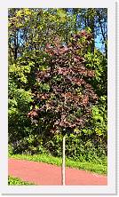 WP_20161106_12_38_42_Pro * 3024 x 5376 * (7.21MB)