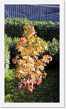 WP_20161106_12_45_25_Rich * 3024 x 5376 * (5.74MB)