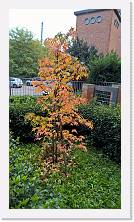WP_20161113_13_19_02_Pro * 3024 x 5376 * (6.07MB)