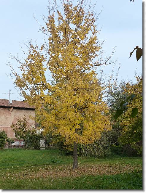 Clicca per scorrere le foto originali ingrandite