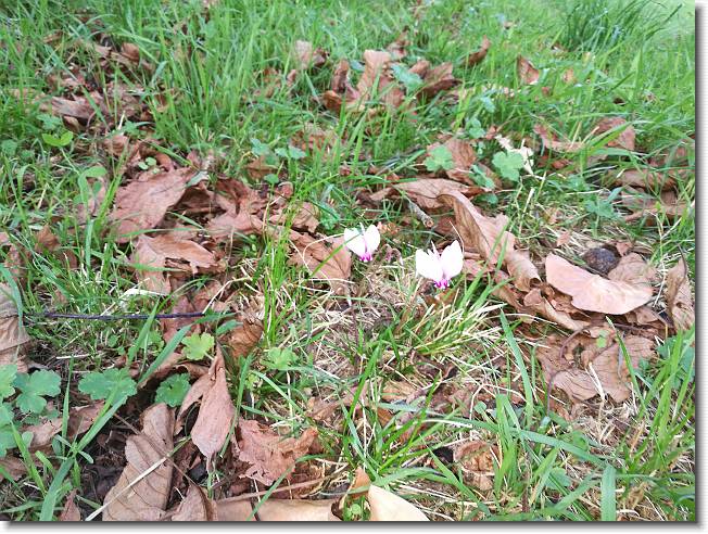 Clicca per scorrere le foto originali ingrandite
