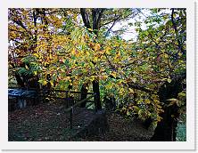 IMG_20191117_160108 * 3648 x 2736 * (3.04MB)