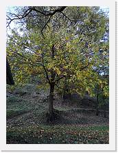 IMG_20191117_161531 * 2736 x 3648 * (2.78MB)