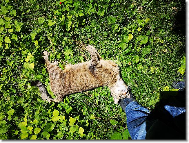 Clicca per scorrere le foto originali ingrandite