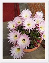 IMG_20200531_101224 * 2736 x 3648 * (479KB)