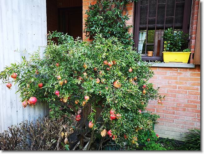 Clicca per scorrere le foto originali ingrandite