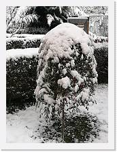 IMG_20210213_082931 * 2736 x 3648 * (2.0MB)