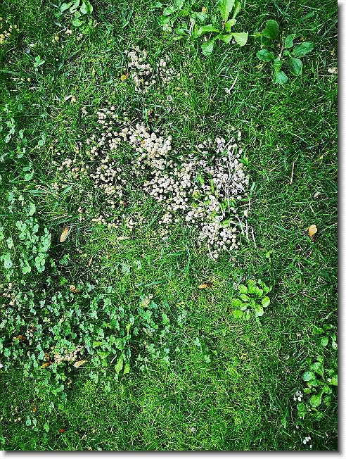 Clicca per scorrere le foto originali ingrandite