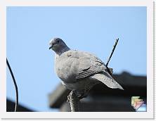 Uccelli * (62 Foto)