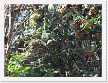 DSCN0260 * 4608 x 3456 * (3.87MB)
