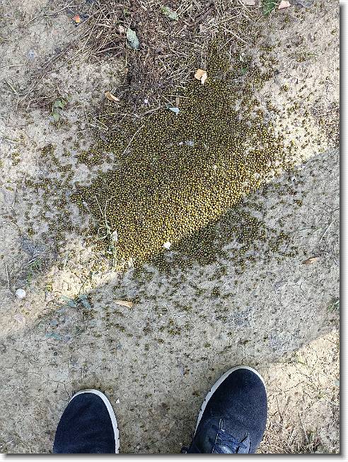 Clicca per scorrere le foto originali ingrandite