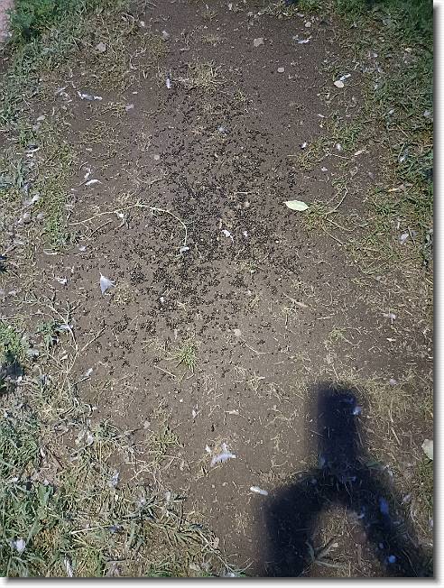 Clicca per scorrere le foto originali ingrandite
