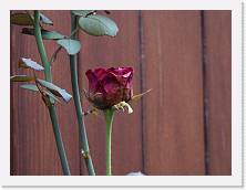 DSCN0528 * 4608 x 3456 * (3.94MB)