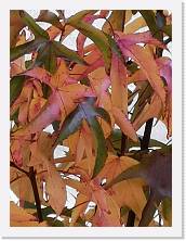 2022-10-29-11h57m11 * 2736 x 3648 * (359KB)