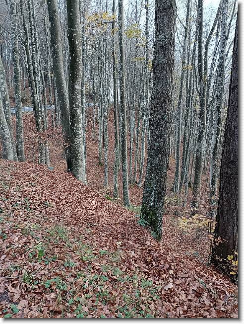 Clicca per scorrere le foto originali ingrandite