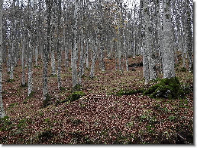 Clicca per scorrere le foto originali ingrandite