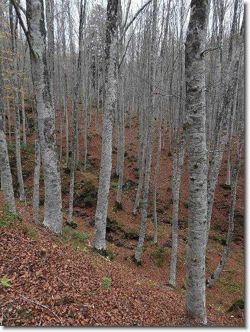 Clicca per scorrere le foto originali ingrandite