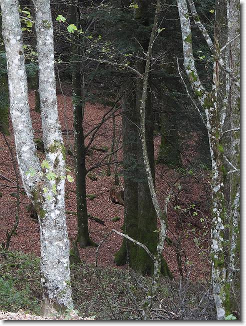 Clicca per scorrere le foto originali ingrandite
