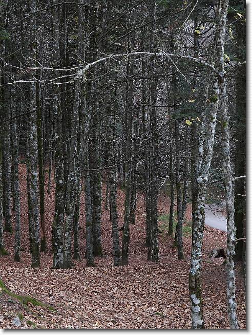 Clicca per scorrere le foto originali ingrandite
