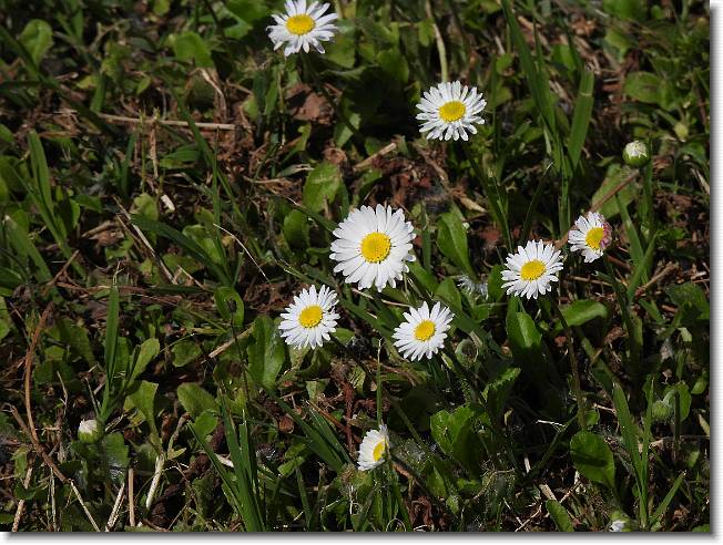 Clicca per scorrere le foto originali ingrandite