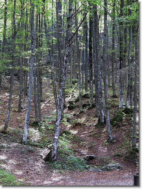 Clicca per scorrere le foto originali ingrandite