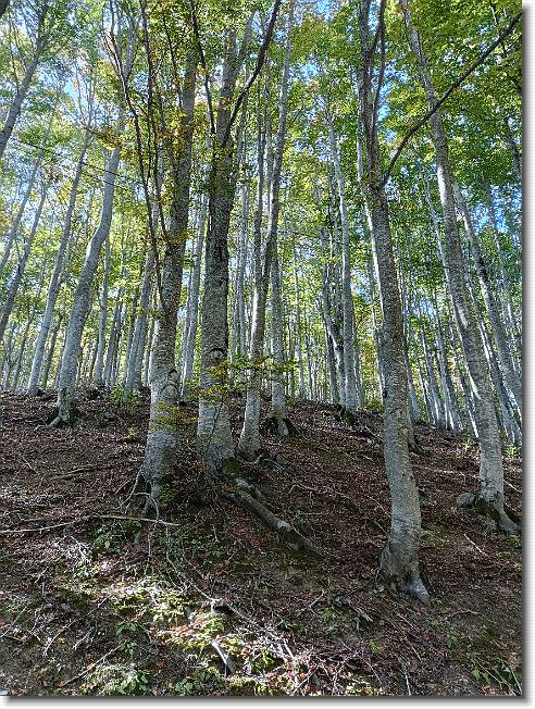 Clicca per scorrere le foto originali ingrandite