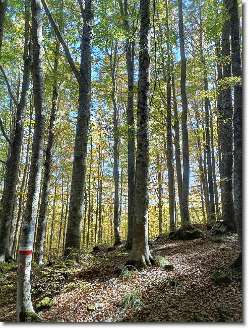 Clicca per scorrere le foto originali ingrandite