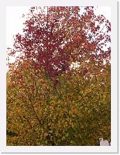 2023-11-05-08h42m40 * 4608 x 3456 * (4.16MB)