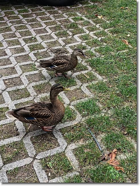 Clicca per scorrere le foto originali ingrandite