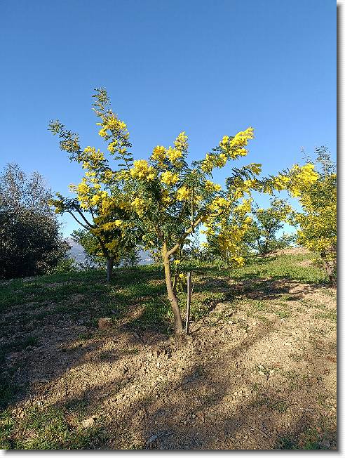 Clicca per scorrere le foto originali ingrandite